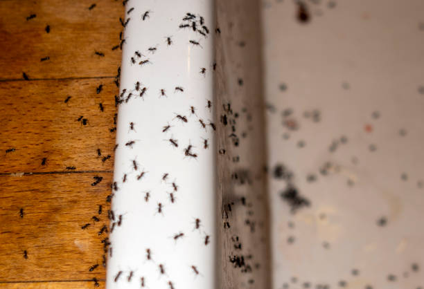 Best Cockroach Control Services  in Harker Heights, TX