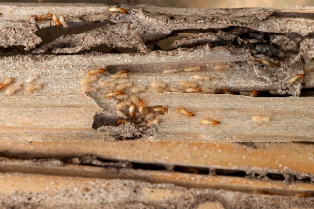 Best Bed Bug Extermination  in Harker Heights, TX